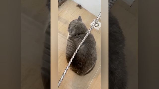 История пушистых. смотреть онлайн