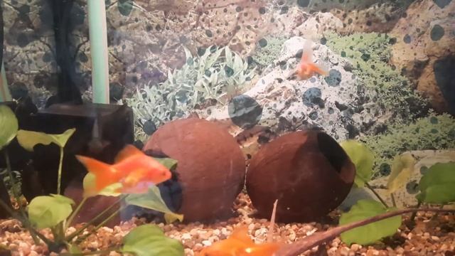 Барбус Мшистый. смотреть онлайн