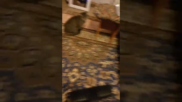 Кот в ярости😊 смотреть онлайн