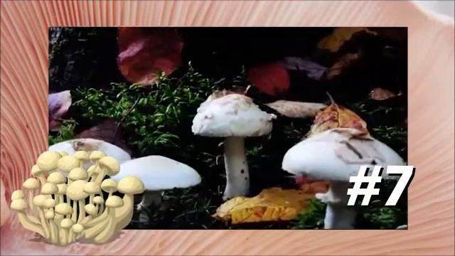Ф№2-Медиаэкспедиция «Грибная карусель» смотреть онлайн