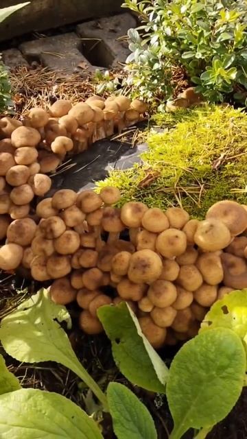 Опята осенние! Выросли прямо на дачном участке!