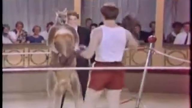 БОКС. Человек и КЕНГУРУ смотреть онлайн