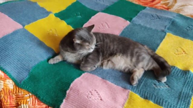 Плед для акции Аллы Жураковской готов. Достоин ли он участия в этом проекте? смотреть онлайн