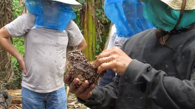 Beekeeping (Trigona) - Part 5 смотреть онлайн