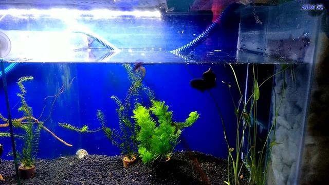 Kasih makan Channa GACHUA pake jangkrik sampe locat loncat смотреть онлайн