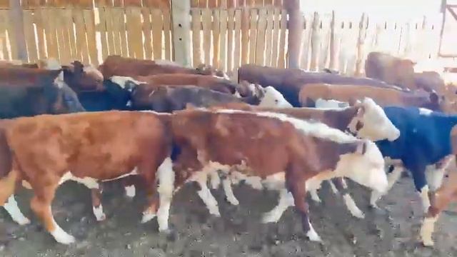 Бычки казахски белоголовые 120 голов цена 55 тысяч в круг, Волгоградской обл. +7 937 250-25-75 Кена смотреть онлайн