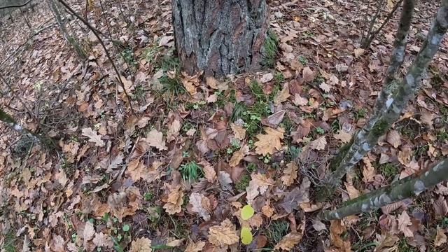 Прогулки за грибами | 10 ноября, собираю последние лисички.