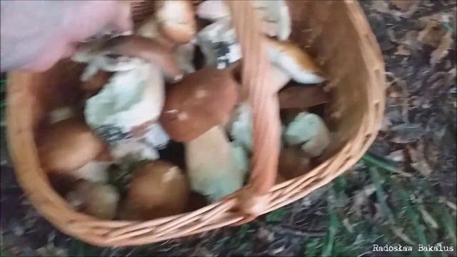 Udany wypad na grzyby смотреть онлайн