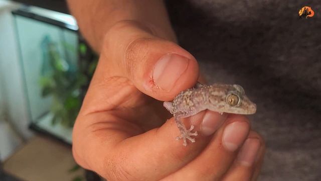 On vous présente un Animal extrêmement rare au Canada. смотреть онлайн