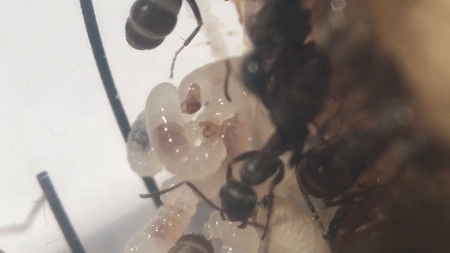Pierwomrówka krasnolica (Formica rufibarbis)-karmienie larw смотреть онлайн