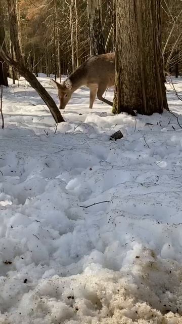 Олени -такие милые создания #shorts смотреть онлайн