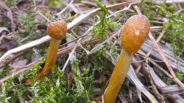 Maczużnik wysmukły (Ophiocordyceps gracilis) 01.05.2018 Lipnica Wielka смотреть онлайн