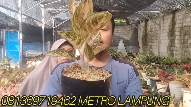 PROMO SPESIAL KEMERDEKAAN GRATIS ONGKIR ‼️ BUNGA AGLONEMA DAN JEMANI HARGA MURAH❤️TANAMAN HIAS MURA смотреть онлайн