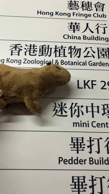 Capy takes me to.... #shorts #capybara смотреть онлайн