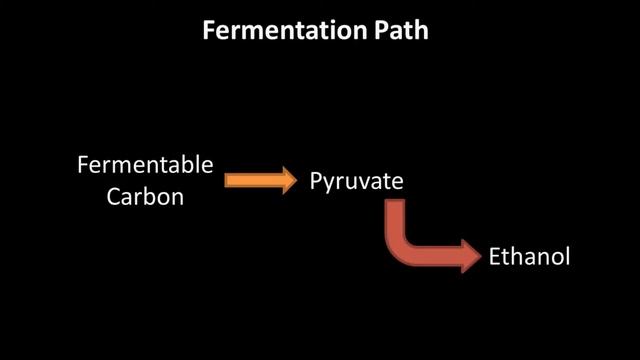 Metabolic Flux Analysis of Rhizopus Oryzae with Citrate смотреть онлайн