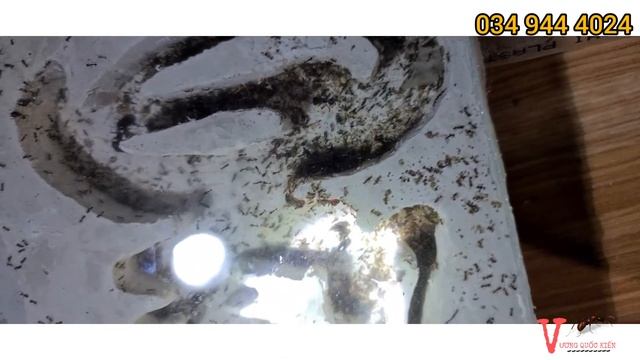 Chuyển Nhà Mới Cho Các Em CAREBARA || Vương Quốc Kiến смотреть онлайн