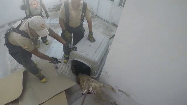 Rescate y reubicación de Coyote (Canis latrans) en Guadalajara смотреть онлайн