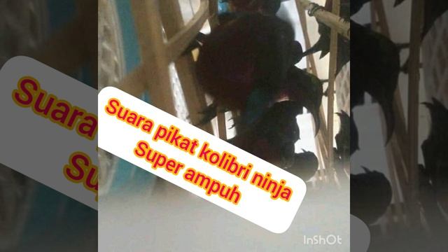 Mp3 Suara pikat kolibri ninja super ampuh смотреть онлайн