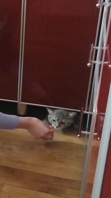 Спасли котенка, мама не сразу приняла! смотреть онлайн