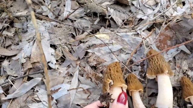 Сморчкова шапочка - де росте та як готувати!!!