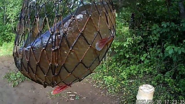 Первый Подъязок в этом году смотреть онлайн
