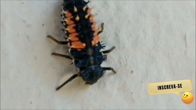 Harmonia axyridis #insetos смотреть онлайн