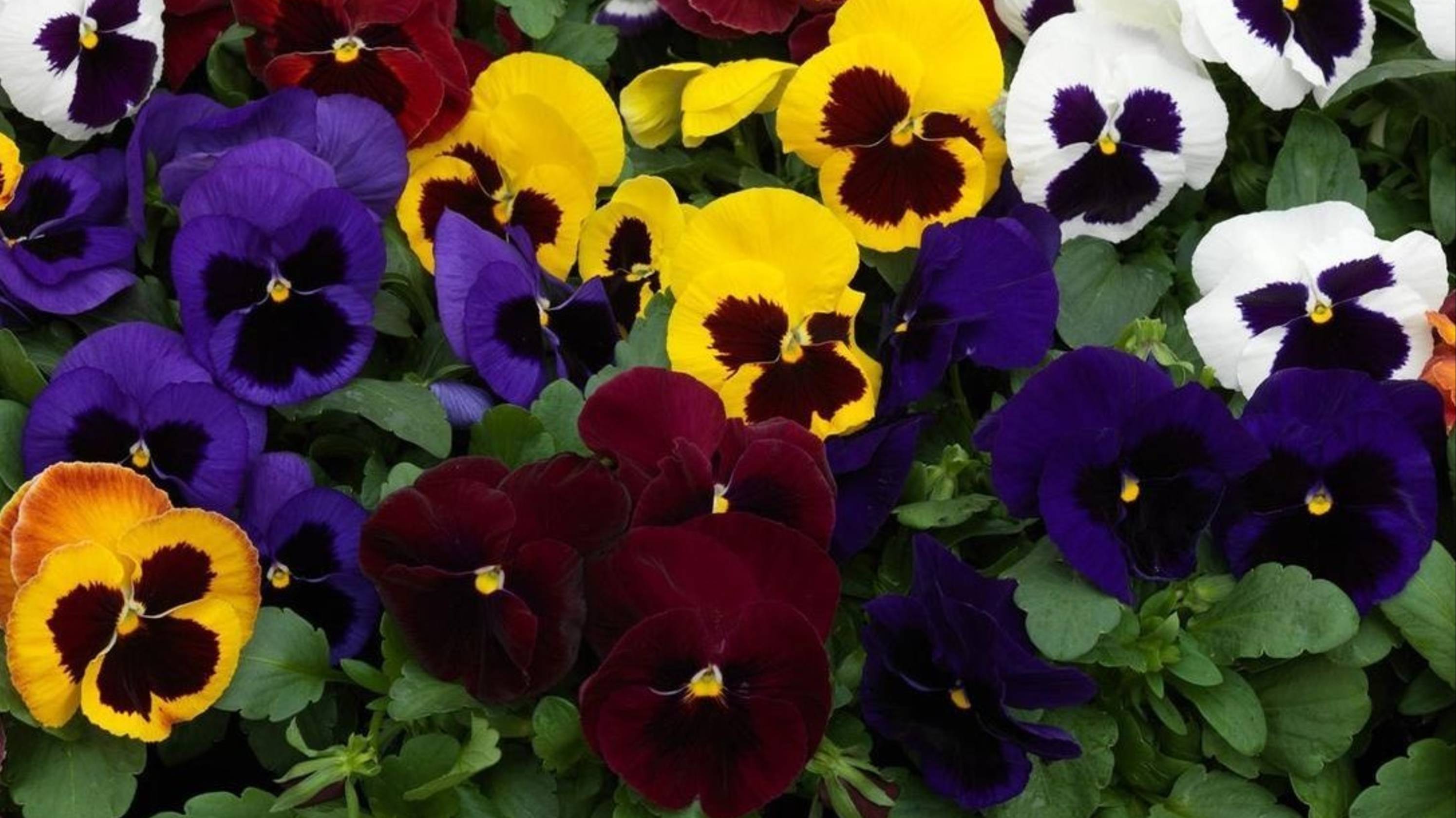 Пикирование виолы. В чем моя ошибка, фокус не удался.