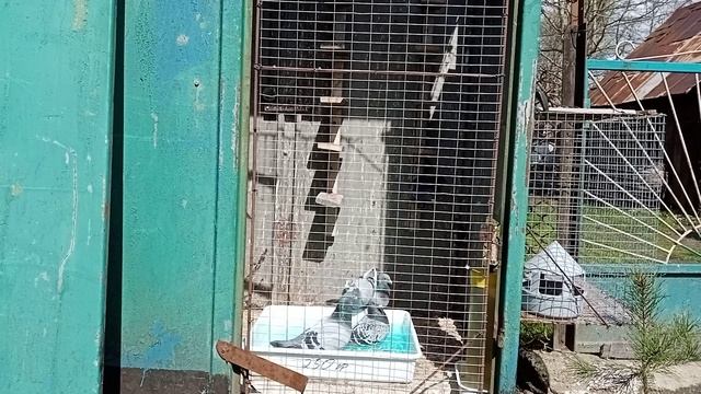 СПОРТИВНІ ГОЛУБИ "КУПАННЯ ГОЛУБІВ" GOLEBIE POCZTOWE SPORT PIGEONS смотреть онлайн