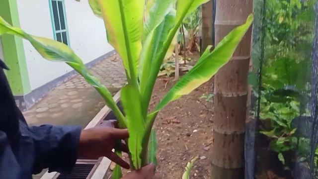 Serangan Fusarium Pada Pisang