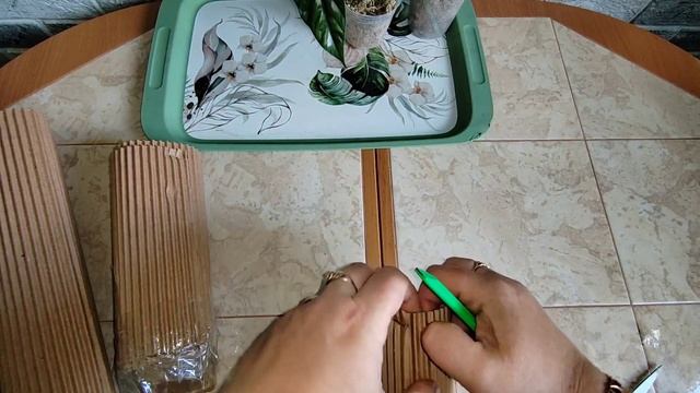 Распаковка посылки с новыми растениями из Азии смотреть онлайн