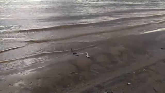 Гадюка на Нижней Волге смотреть онлайн