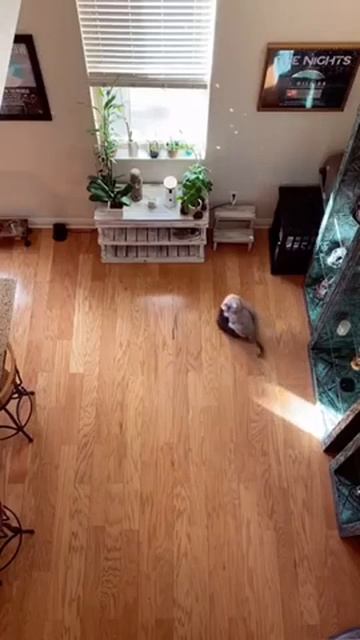 Дома никого нет. В это время кот: смотреть онлайн