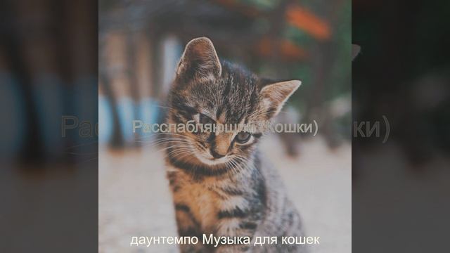 Звуки (Котята) смотреть онлайн