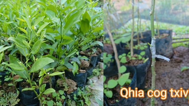 Qhia cog txiv kom tau muag sai sai 6/12/2018 смотреть онлайн