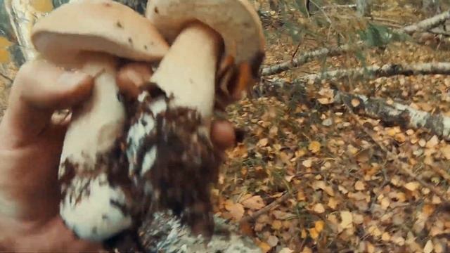 Волшебное место белых грибов !!!