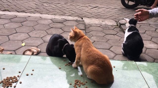 Visiting house that adopted stray cats смотреть онлайн