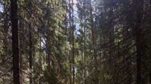 Александровская берёза