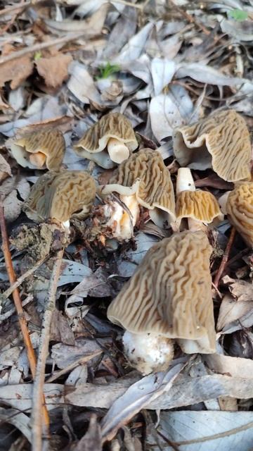 Mushroom hunting - Verpa Bohemica 3 смотреть онлайн