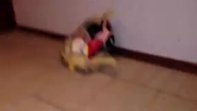 Кролик действительно не любит расческу смотреть онлайн