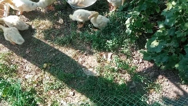 Появились новые соседи у цыплят. смотреть онлайн