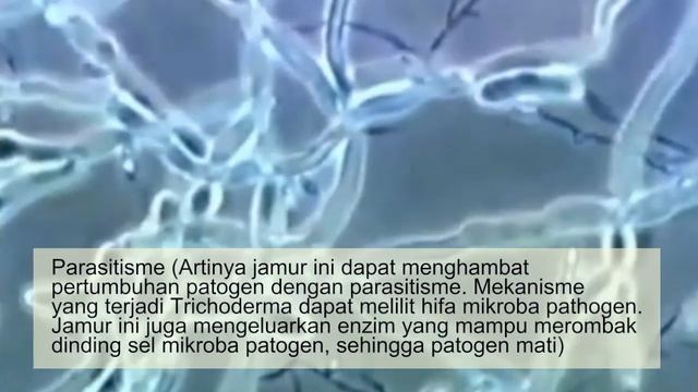 APA ITU JAMUR TRICHODERMA? INI PENJELASANNYA смотреть онлайн