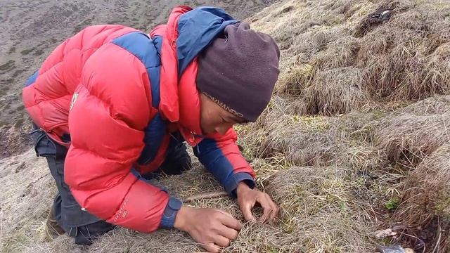 Yarsa Hunting In Manang || The Yarsagumba Life In The Mountains @rajgurungmanang8107 смотреть онлайн