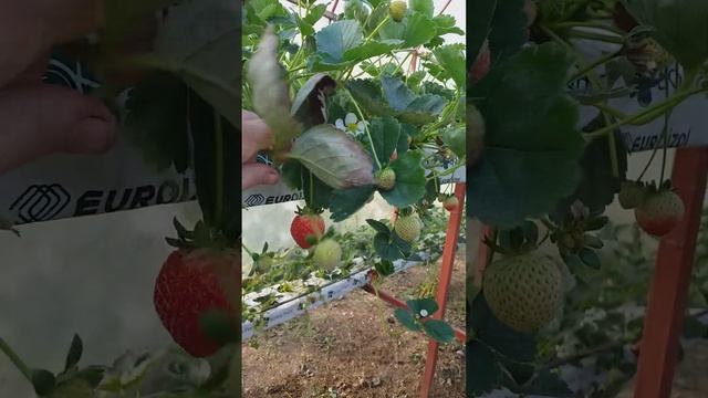 Мурано, Кабрилло, малообьемка.29 октября 2022