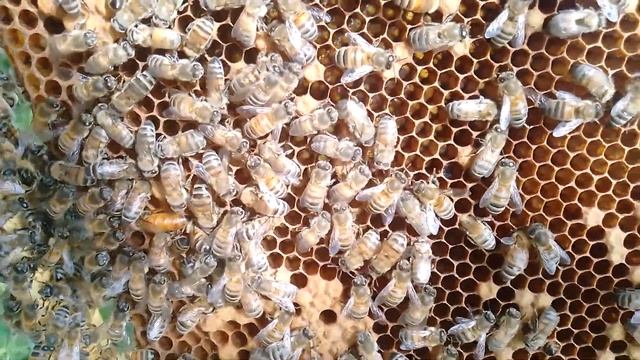 матка бакфаст f1, Дмитрий Редкино, Волосовский район смотреть онлайн