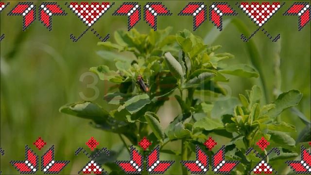 🔴  Кривий танець як відображення світогляду