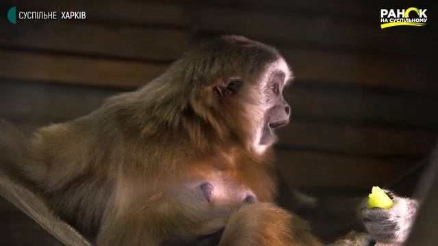 «Зоомалеча»: дитинча гібонів смотреть онлайн