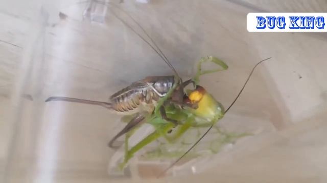 Gampsocleis Grafiosa VS Pseudorhynchus Gigas. // 蝈蝈大战巨大拟矛螽