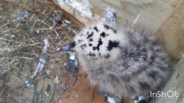 Золотой сон