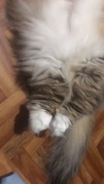 Сибирский кот Потап. Разнежило смотреть онлайн