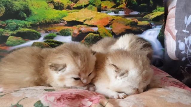 Котята смотреть онлайн